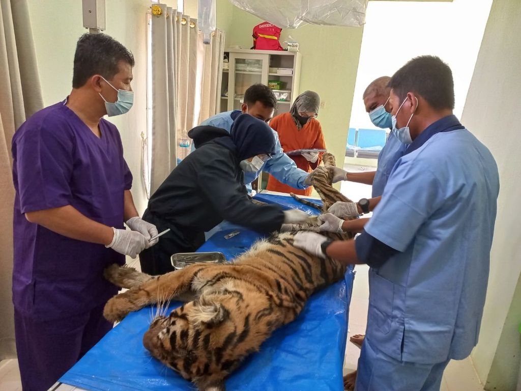 Petugas melakukan proses nekropsi untuk menguji sampel sejumlah organ pada harimau sumatera (<i>Panthera tigris sumatrae</i>) yang mati di Tempat Penyelamatan Satwa Jambi, Selasa (2/11/2021). Kegiatan itu untuk mengetahui penyebab kematian satwa.