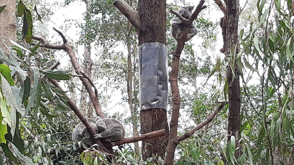 Sejumlah induk dan anak koala tidur siang di Suaka Margasatwa Currumbin, Gold Coast, Australia, Sabtu (25/11/2023).