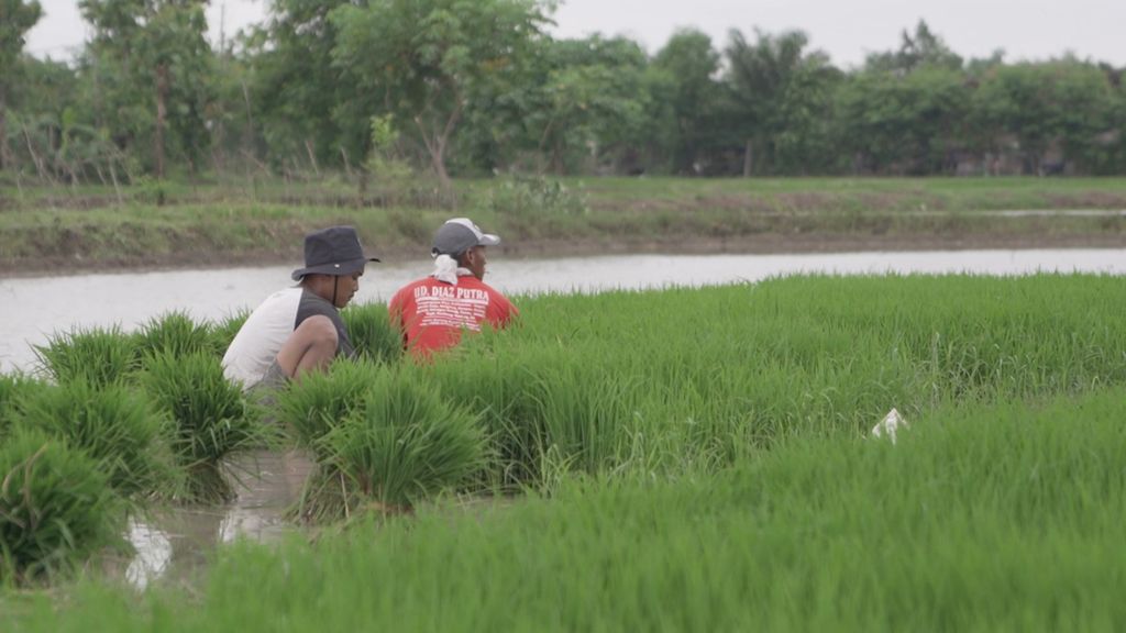 Petani menanam padi di Kecamatan Soko, Tuban, Jawa Timur (5/12/2021).
