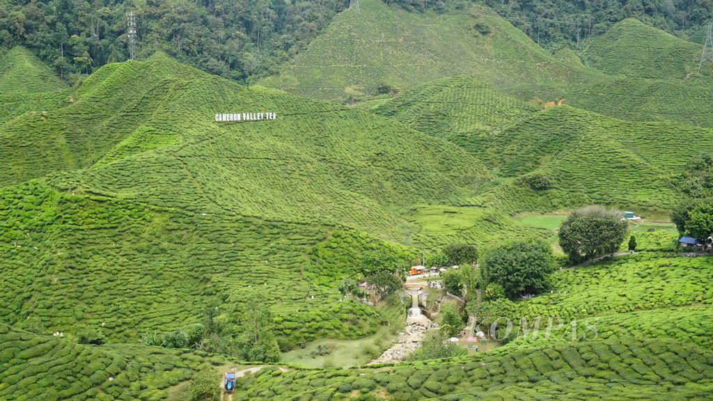 Pemandangan di Cameron Valley Tea, Dataran Tinggi Cameron, Pahang, Malaysia, Rabu (1/6/2022). Teh yang dihasilkan di wilayah ini termasuk teh unggulan yang diproduksi oleh Malaysia, 