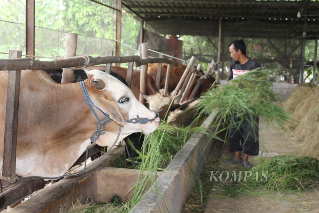 Rojai, Ketua Kelompok Ternak Jaya, memberi pakan sapi di Desa Tegalkarang, Kecamatan Palimanan, Kabupaten Cirebon, Jawa Barat, Rabu (28/2/2024). 