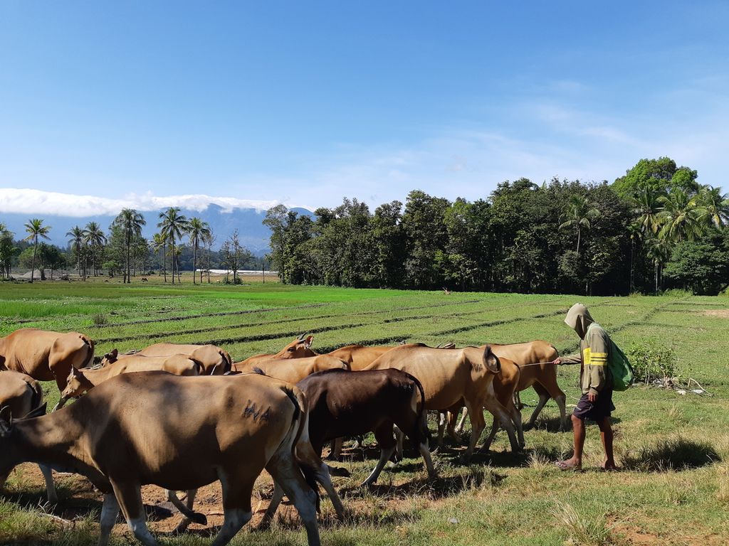 Warga menggembalakan sapi di sekitar Sungai Malibaka, garis batas wilayah Indonesia dan Timor Leste di Desa Maumutin, Kecamatan Raihat, Kabupaten Belu, Nusa Tenggara Timur, pada Jumat (8/7/2022). Daerah itu menjadi salah satu sentra peternakan sapi. 