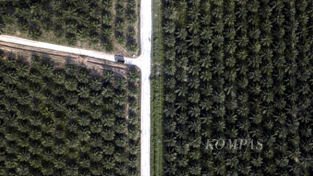 ILUSTRASI: Hamparan perkebunan kelapa sawit di kawasan Nagari Pengkolan, Kecamatan Bosar Maligas, Simalungun, Sumatera Utara.