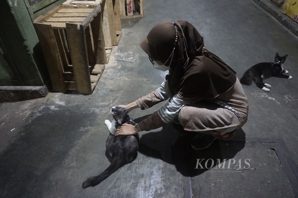 Sukarelawan komunitas Peduli Kucing Pasar Jogja mengelus-elus kucing yang baru diberinya pakan di Pasar Demangan, Yogyakarta, Rabu (20/7/2022) malam. 