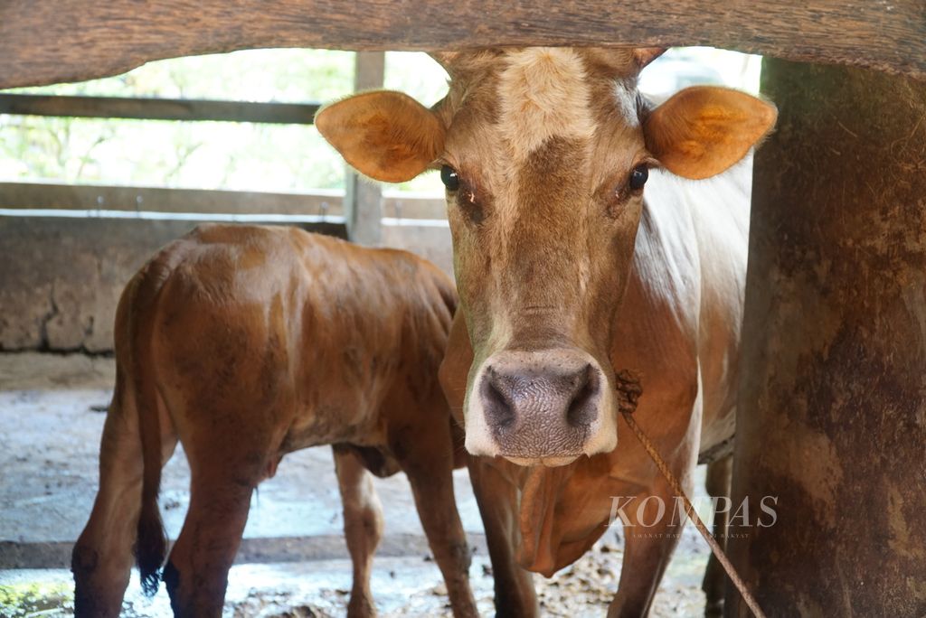 Kondisi sapi yang sembuh dari penyakit mulut dan kuku (PMK) di Nagari Ketaping, Kecamatan Batang Anai, Kabupaten Padang Pariaman, Kamis (21/7/2022). Sapi merupakan salah satu hewan ruminansia.