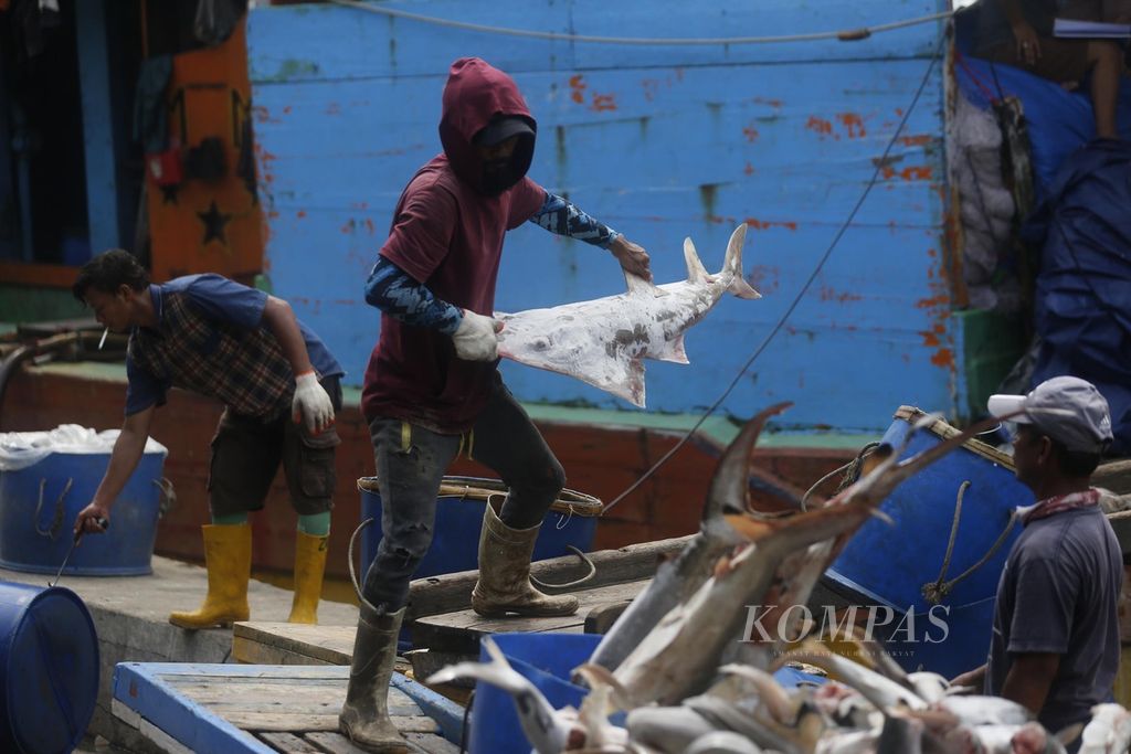 Buruh membongkar ikan hiu tangkapan dari kawasan perairan di Papua di Dermaga Pelabuhan Muara Angke, Jakarta, Selasa (29/8/2022). 