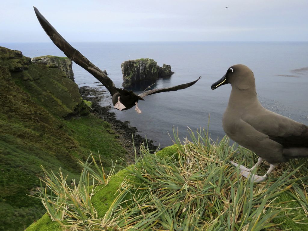 Dalam foto yang tak bertanggal ini tampak burung albatros di Pulau Marion, Afrika Selatan. 