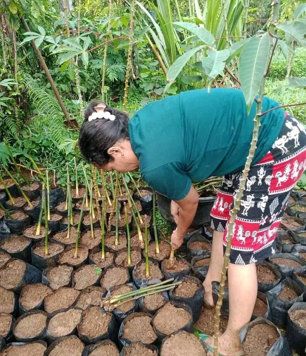 Ketua Kelompok Bambu 1 Desa Goloworok, Kabupaten Manggarai, Antonia Mbue, sedang memasukkan stekan bibit bambu ke <i>polybag</i> yang telah disiapkan. Ia memiliki sekitar 5.000 bibit bambu di dekat rumah kediamannya.