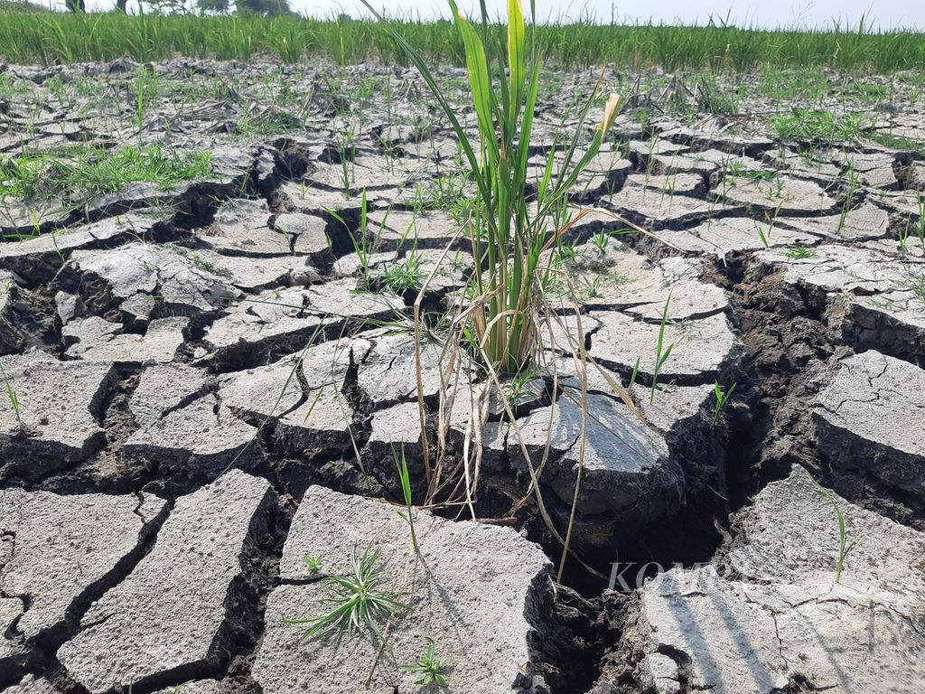 Potret tanah retak di sawah yang terdampak kekeringan di Desa Suranenggala, Kecamatan Suranenggala, Kabupaten Cirebon, Jawa Barat, Jumat (23/8/2024). Sekitar 200 hektar sawah di area itu terdampak kekeringan. Bahkan, menurut warga, sudah ada 3 hektar sawah gagal panen.