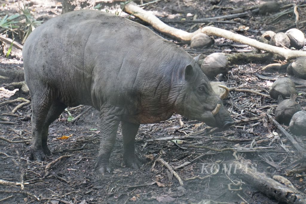 Seekor babirusa jantan dirawat di kandang rehabilitasi di Pusat Penyelamatan Satwa Tasikoki, Minahasa Utara, Sulawesi Utara, Juli 2020. Babirusa merupakan hewan khas di Sulawesi.