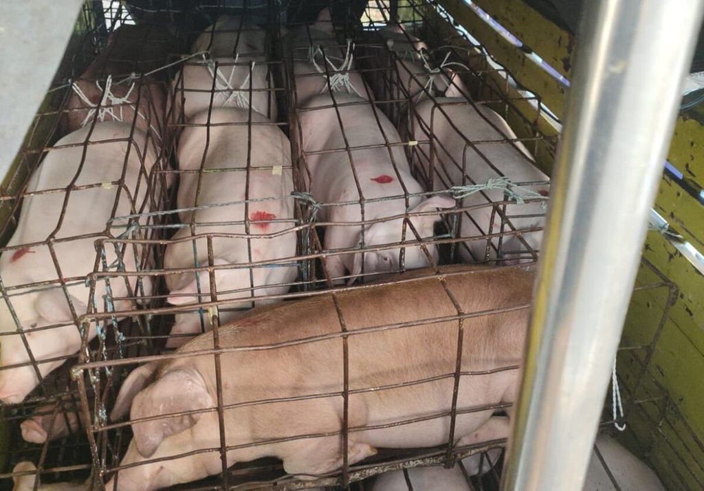 Truk yang memuat ternak babi potong dari Bali dengan tujuan Jawa Tengah, Selasa (19/7/2022).