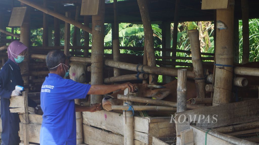 Petugas bersiap menyuntikkan vaksin penyakit mulut dan kuku pada ternak di Desa Mertan, Kecamatan Bendosari, Kabupaten Sukoharjo, Jawa Tengah, Sabtu (18/6/2022). 