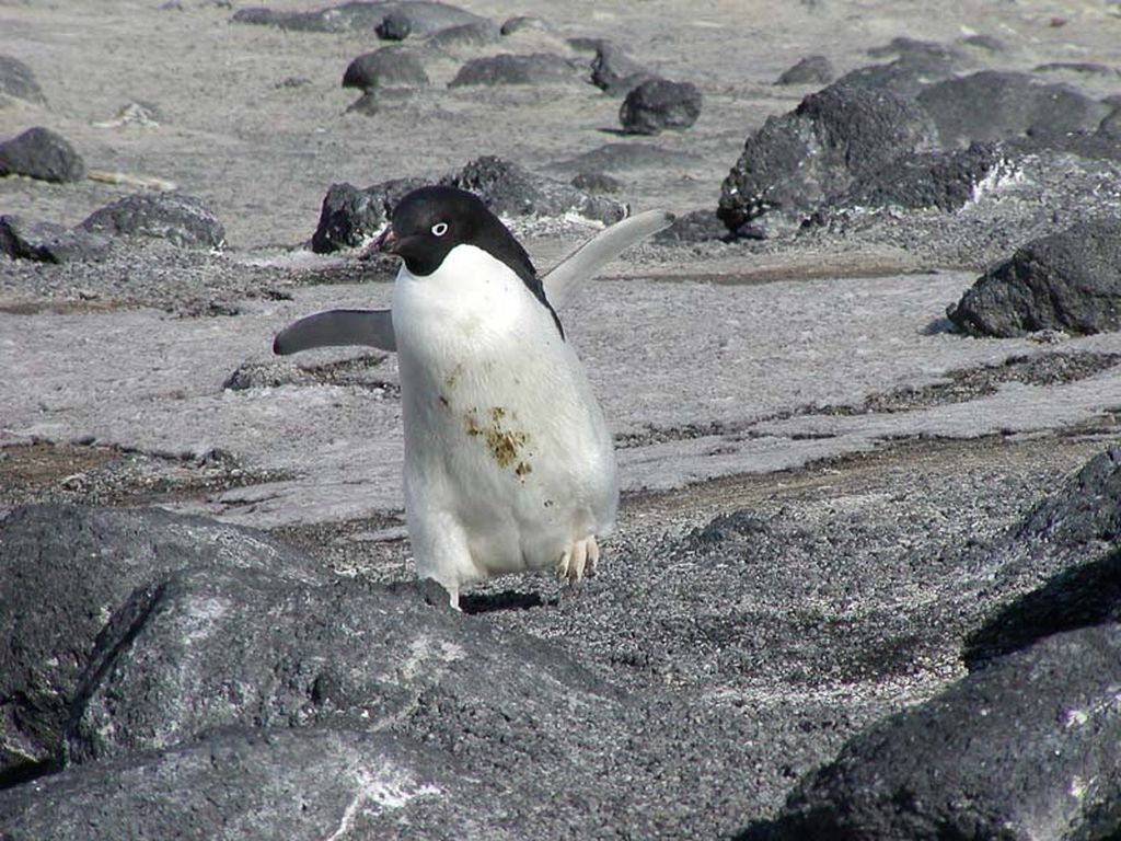 Penguin adelie alias <i>Pygoscelis adelie</i>