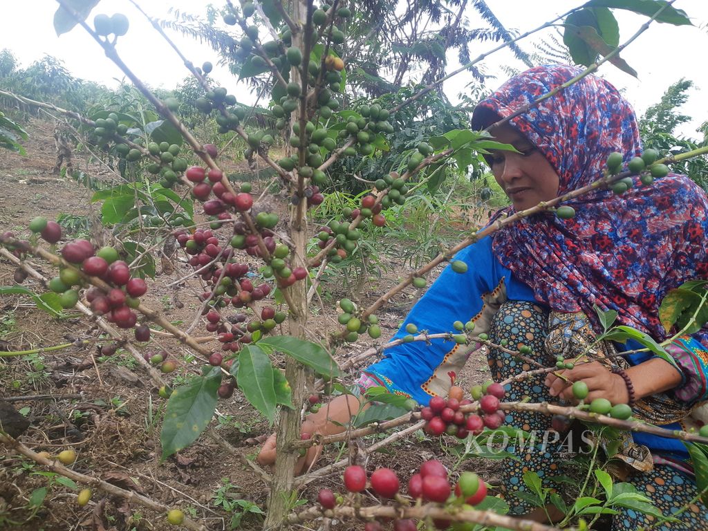 Yantiara (35) sedang memetik kopi arabika buah merah di salah satu demplot di Dusun IV, Desa Cahaya Alam, Kecamatan Semende Darat Ulu, Kabupaten Muara Enim, Sumsel, Selasa (19/7/2022). Kopi merupakan salah satu komoditas unggulan di dusun tersebut.