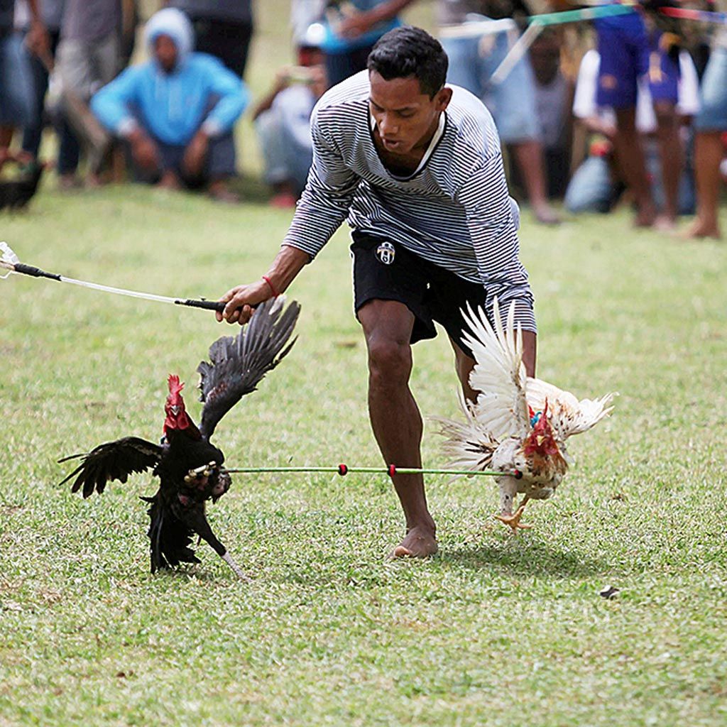Peserta  memacu ayam peliharaannya saat Barapan Ayam di Lapangan Poto Tano, Sumbawa Barat, Nusa Tenggara Barat, Rabu (5/4).