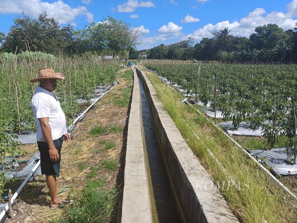 Tanaman hortikultura milik Daniel Aluman di Kupang, Nusa Tenggara Timur, Kamis (2/5/2024), selama ini menggunakan pupuk dari kotoran ternak babi miliknya.