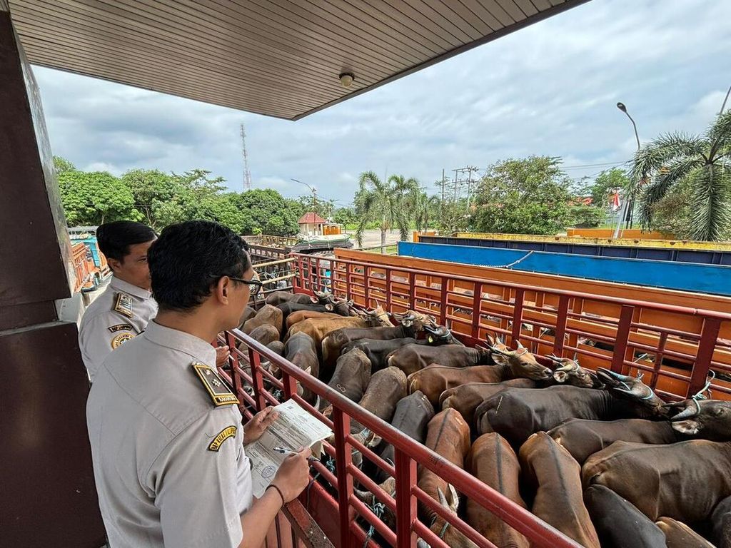 Petugas Balai Karantina Hewan, Ikan, dan Tumbuhan Lampung memeriksa kondisi hewan ternak yang akan dikirim dari Lampung menuju Jawa pada Rabu (12/6/2024).