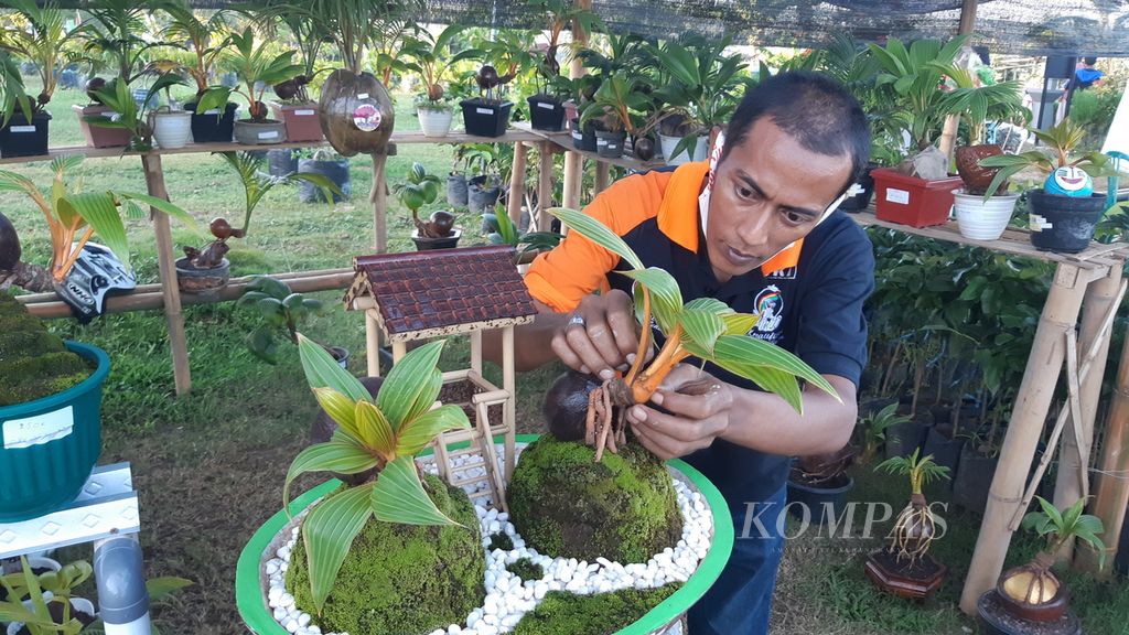 Koordinator wilayah Komunitas Bonsai Kelapa Banyuwangi, Yusuf Fahriudin, menyayat tapas batang kelapa sebagai bentuk perawatan bonsai kelapa di Banyuwangi, September 2020. 