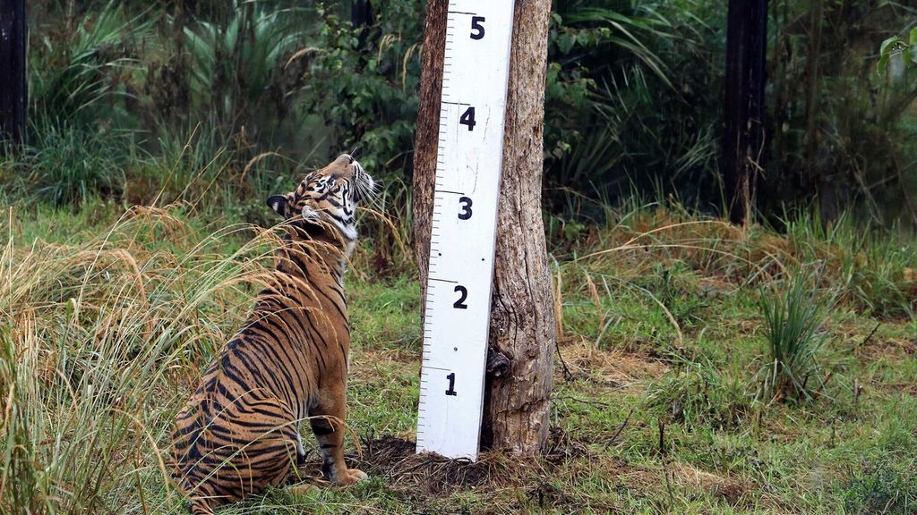 Geysha, seekor harimau sumatera, melihat papan ukur yang digunakan untuk mengukur tubuhnya saat diadakan penimbangan dan pengukuran hewan koleksi Kebun Binatang ZSL London, Inggris, beberapa waktu silam. 