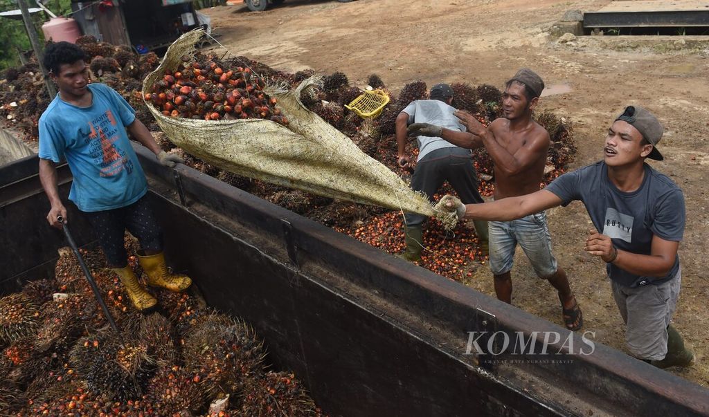 Pekerja dengan karung berusaha memasukkan kelapa sawit yang rontok ke atas truk untuk dikirim ke pabrik di Desa Bukit Raya, Kecamatan Sepaku, Kabupaten Penajam Paser Utara, Kalimantan Timur, Rabu (27/7/2022).