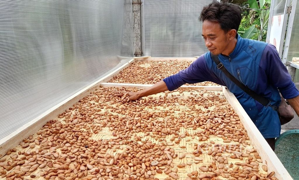 Fermented cocoa beans are dried until their moisture content is reduced at the cocoa bean drying facility at the Swadaya Agricultural and Rural Training Center (P4S) of Cau Chocolates Bali in Cau Hamlet, Tua Petiga Village, Marga District, Tabanan Regency on Monday (13/11/2023).