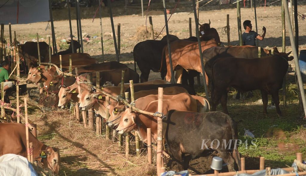 Deretan sapi kurban yang dijual di pinggir Jalan Dr Ir H Soekarno, Surabaya, Jumat (9/6/2023). Wabah PMK yang terjadi sesaat sebelum Idul Adha tahun lalu berpengaruh pada tingkat penjualan dan kepercayaan pelanggan. Hewan kurban yang dijual banyak didatangkan dari daerah Kediri, Nganjuk dan Madura.