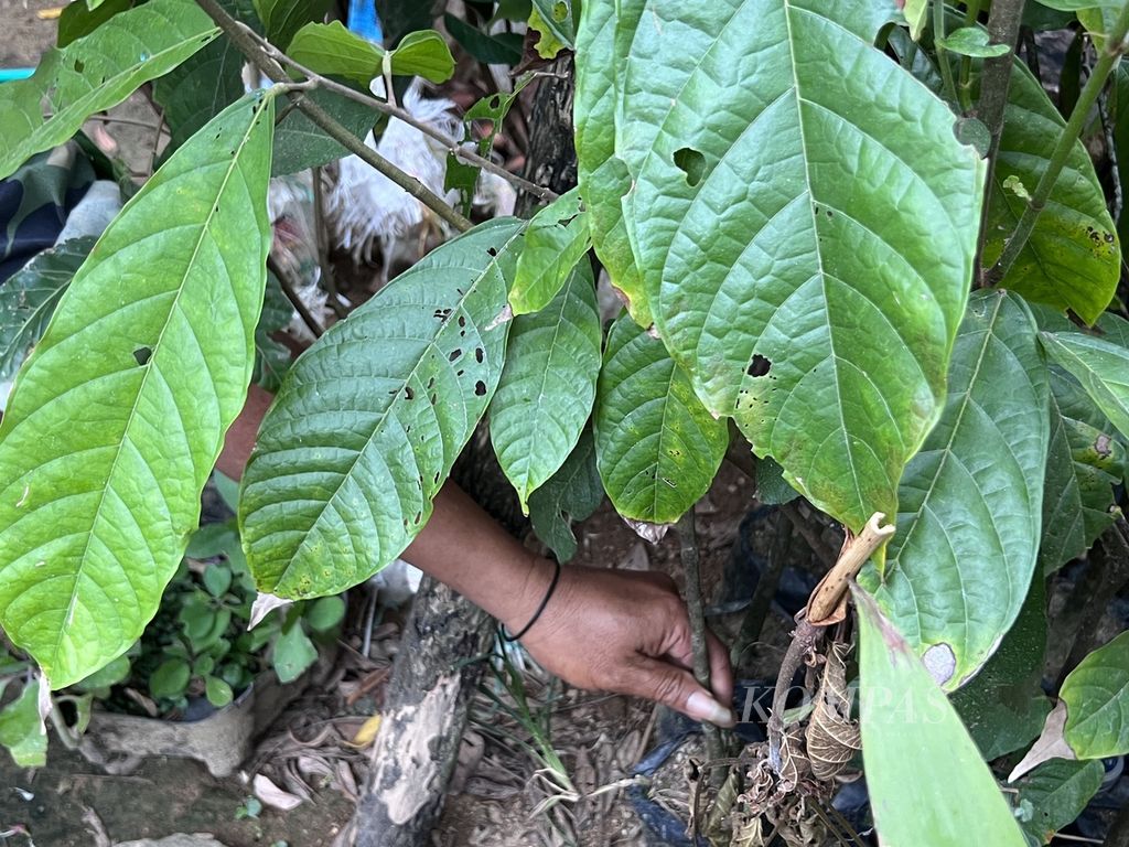 Seorang petani menunjukkan bibit kakao hasil sambung pucuk di kebunnya di Kecamatan Bulo, Polewali Mandar, Sabtu (16/9/2023).