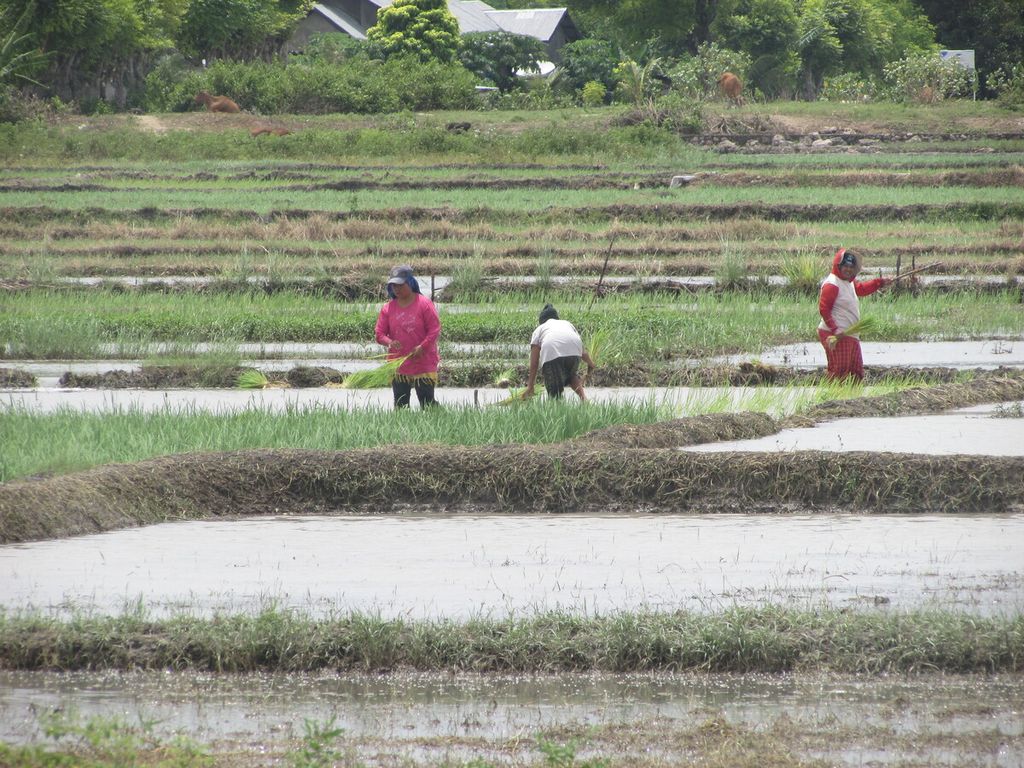 Petani di Oesao, Kabupaten Kupang, menanam padi, Sabtu (27/2/2021). 