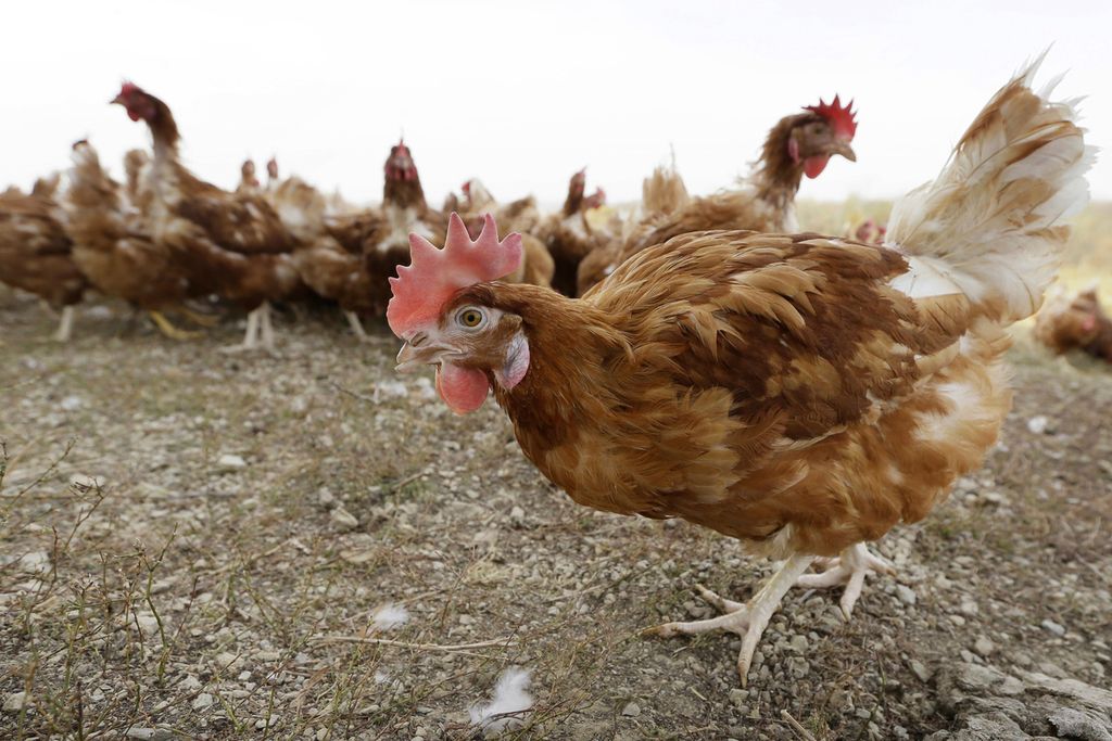 Ayam-ayam di salah satu peternakan organik di Iowa, Amerika Serikat, 21 Oktober 2015. Otoritas Pertanian Iowa mengumumkan pada Senin (31/10/2022), terdapat satu lagi peternakan komersial di negara bagian itu yang terinfeksi flu burung. Kasus flu burung di peternakan komersial pertama kali teridentifikasi pada April 2022. 