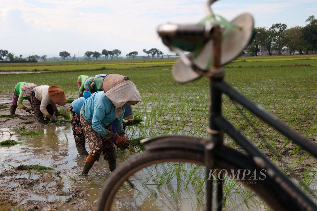 Sejumlah petani kembali menanam padi setelah lahan mereka tergenang banjir dalam beberapa pekan ini di Kecamatan Gabus, Kabupaten Pati, Jawa Tengah, Kamis (16/3/2023). 