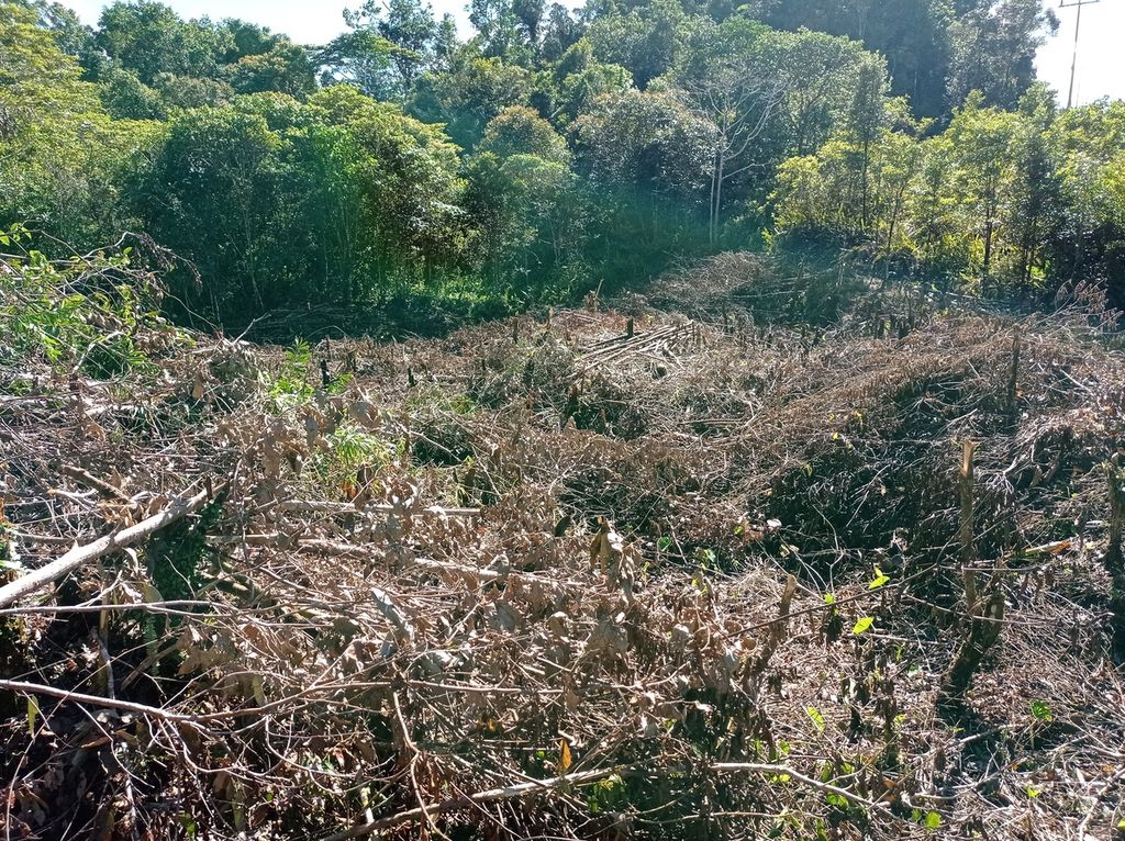 Warga Maybrat di Papua Barat membuka kebun dengan cara memotong pohon dan menebas semak belukar dengan kapak atau parang, Kamis (14/7/2022).