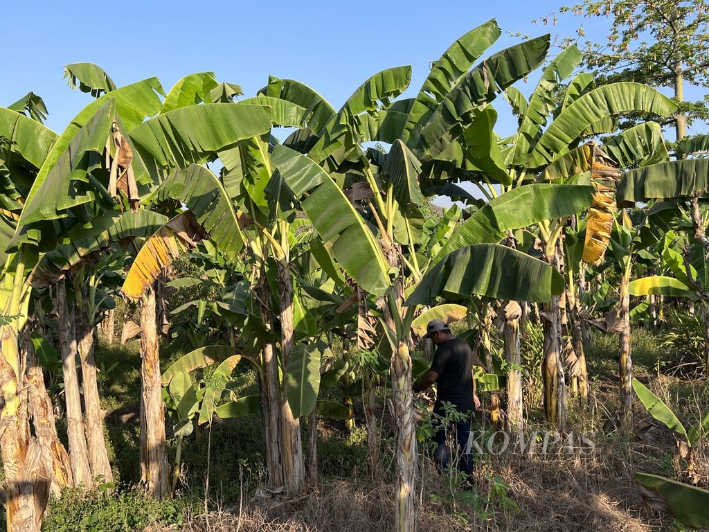 Tanaman pisang di salah satu kebun di Kabupaten Gowa, Sulawesi Selatan, Kamis (12/10/1023). Pisang dikembangkan di Sulsel untuk komoditas ekspor.