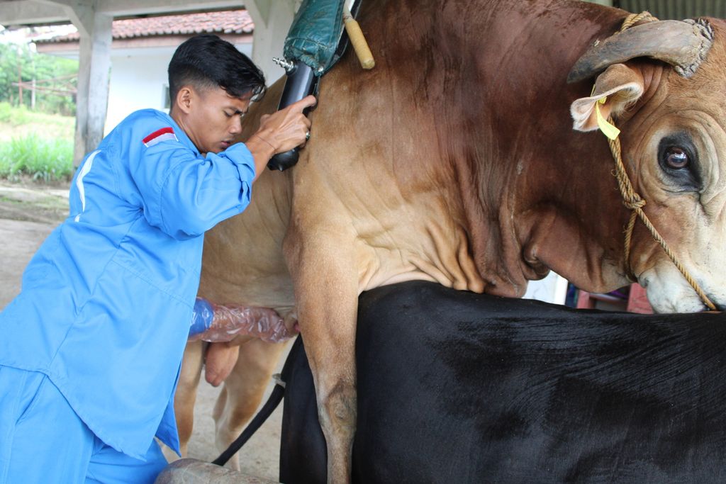 Salah satu petugas mengambil sperma dari sapi pasundan di UPTD Balai Perbibitan dan Pengembangan Inseminasi Buatan Ternak Sapi Potong Ciamis, Jawa Barat, Jumat (16/6/2023).