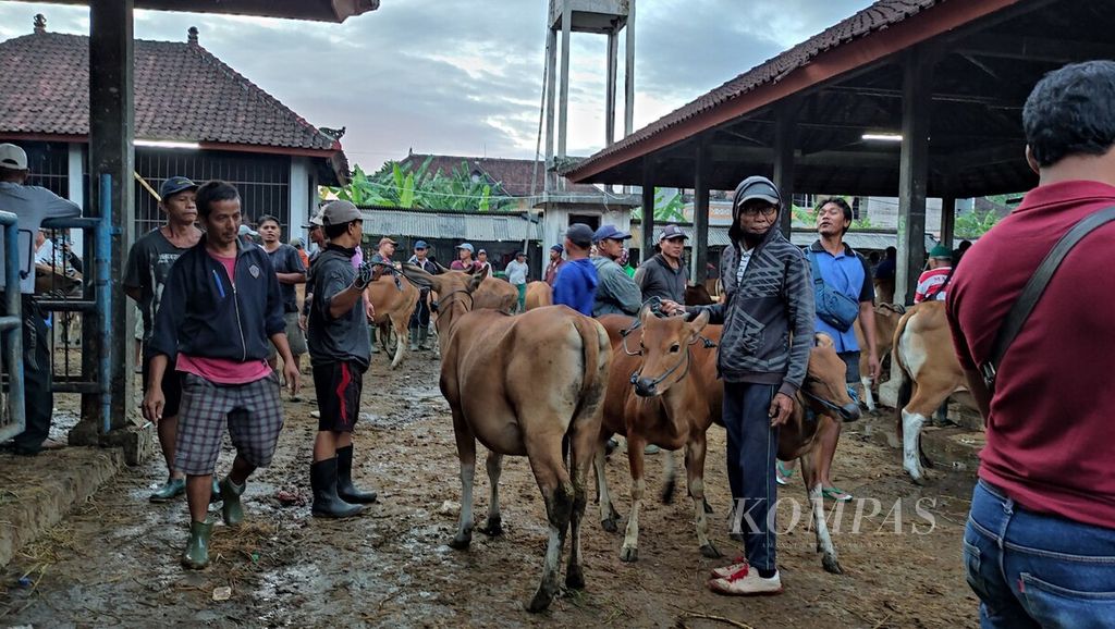 Aktivitas di Pasar Hewan Beringkit di Mengwitani, Kecamatan Mengwi, Kabupaten Badung, Bali, Minggu (11/6/2023). Penjual dan pembeli sapi bali bertemu di Pasar Hewan Beringkit.