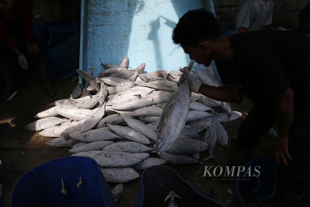 Pekerja memilah ikan yang baru tiba di Pelabuhan Perikanan Samudera Nizam Zachman, Jakarta Utara, berdasarkan ukurannya, Kamis (13/10/2022). Kementerian Kelautan dan Perikanan menyiapkan lima program untuk mendorong penerapan prinsip ekonomi biru, salah satunya adalah program Penangkapan Ikan Terukur berbasis kuota. 