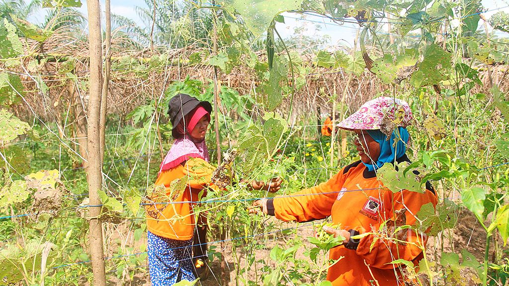 Petani di Desa Lembah Hijau II, Kecamatan Nanga Tayap, Kabupaten Ketapang, Kalimantan Barat, memanen cabai di kebun pertanian ekologis terpadu, Rabu (14/2). Lahan kebun itu dibuka tanpa sistem bakar, dan kebun tersebut menghasilkan produk pertanian organik.