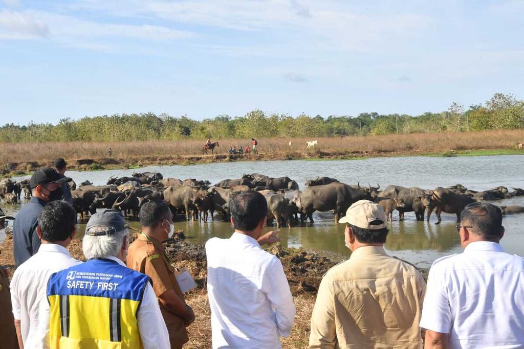 Presiden Joko Widodo meninjau peternakan kerbau di Desa Werwaru, Pulau Moa, Kabupaten Maluku Barat Daya, Provinsi Maluku, Kamis (15/9/2022). 