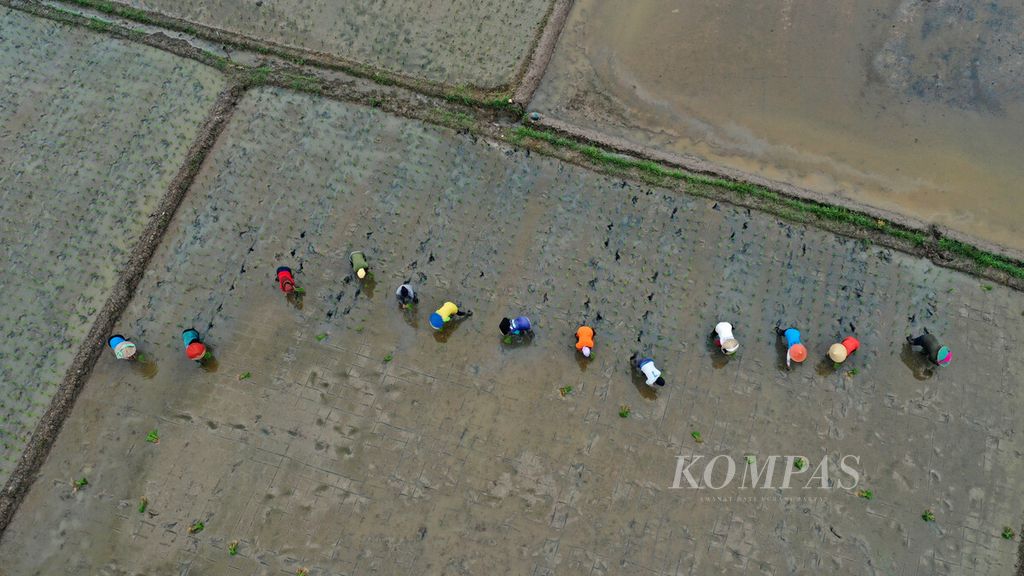 Foto udara, buruh tani menanam bibit padi di Kecamatan Telukjambe Barat, Karawang, Jawa Barat, Senin (15/3/2021).