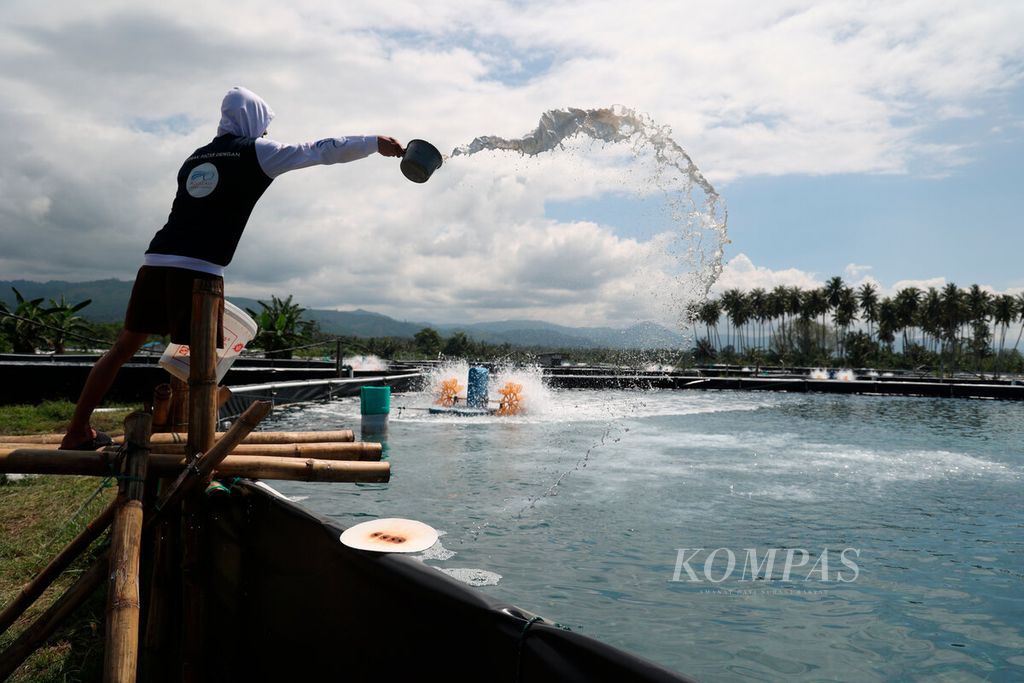 Pekerja saat mencampurkan cairan kapur pada air kolam bioflok untuk budidaya udang vaname di Desa Buranga, Kecamatan Ampibabo Kabupaten Parigi Moutong, Sulawesi Tengah, Kamis (22/6/2023). 