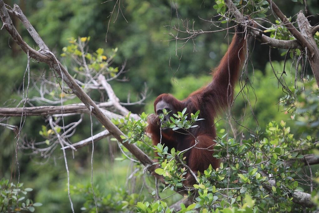 Orangutan melihat kedatangan perahu motor di kawasan konservasi orangutan di gugusan Pulau Salat, Palangkaraya, Kalimantan Tengah. 