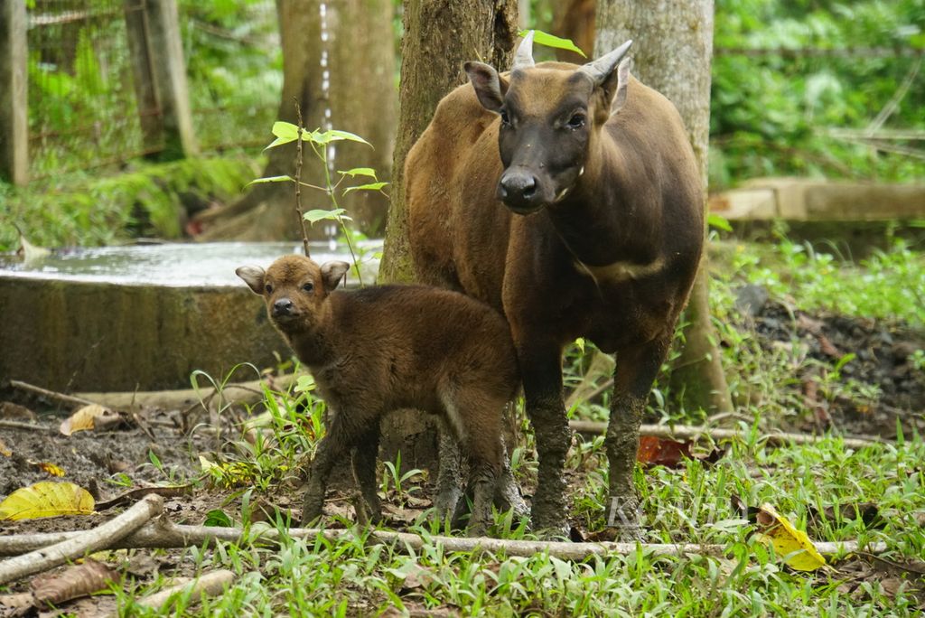 Seekor bayi anoa dataran rendah (<i>Bubalus depressicornis</i>) berusia delapan hari berdampingan bersama induknya, Anara (5), di salah satu kandang Anoa Breeding Center (ABC) Manado, Sulawesi Utara, Senin (17/7/2023). Anoa yang lahir pada Minggu (9/7/2023) dengan berat 6 kilogram dan panjang badan 52 sentimeter itu adalah anoa kelima yang lahir di ABC sekaligus anoa kedua yang lahir secara normal.
