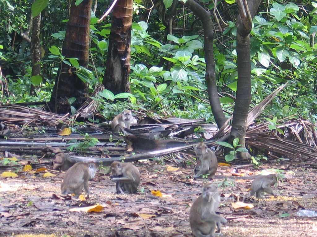 Ratusan monyet ekor panjang hasil penangkaran hidup semiliar di Pulau Umang-Umang, Desa Pulau Legundi, Kabupaten Lampung Selatan. Monyet-monyet itu ditangkarkan untuk diekspor buat kepentingan riset dan biomedis.