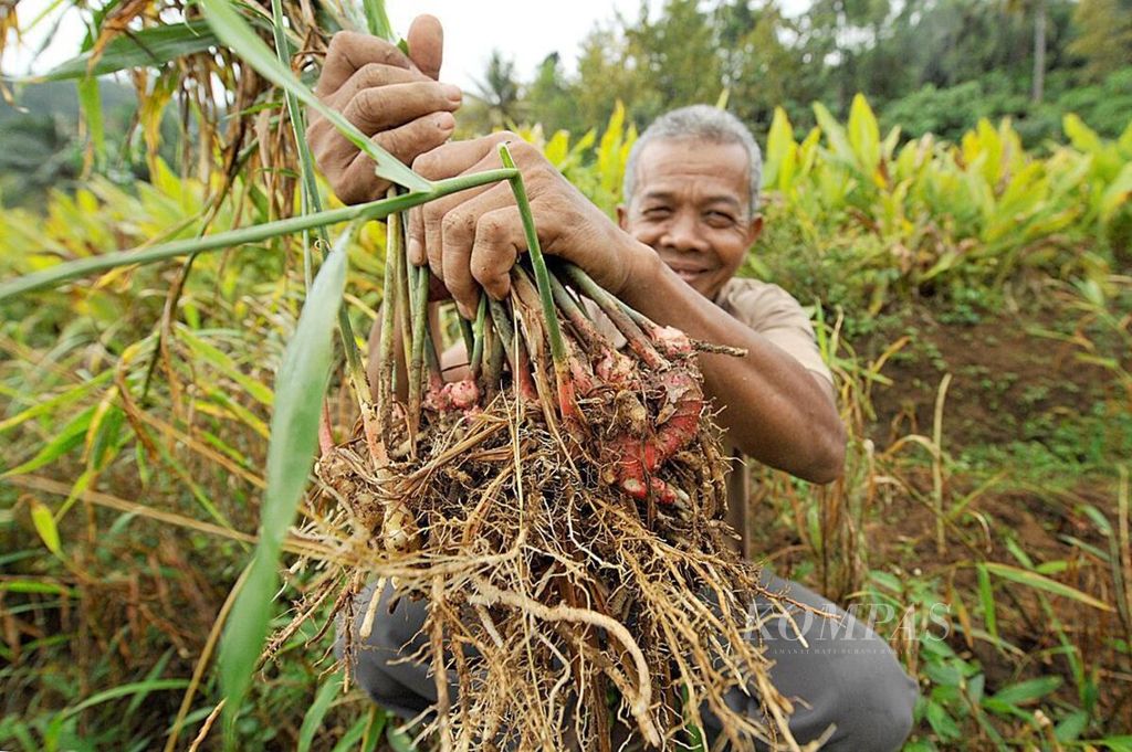 Paidi menunjukkan jahe merah yang siap panen di Desa Jeladri, Kelurahan Pucung, Kismantoro, Wonogiri, JawaTengah, awal Juli 2013. 