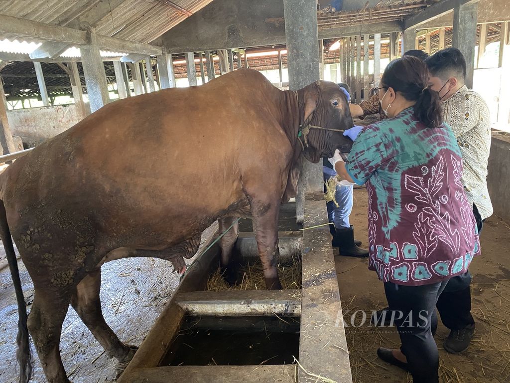 Petugas memeriksa mulut sapi di Rumah Pemotongan Hewan Penggaron, Kota Semarang, Jawa Tengah, Kamis (12/5/2022).