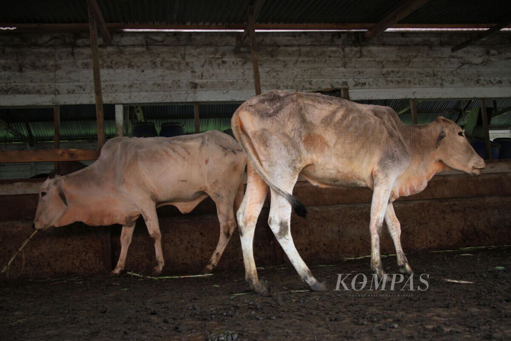 Sapi-sapi milik Pemerintah Provinsi Aceh di lokasi UPTD Inseminasi Buatan Inkubator Saree, Aceh Besar, di bawah Dinas Kesehatan Hewan dan Peternakan Aceh, Jumat (5/6/2020). Penyakit mulut dan kuku yang menyerang ternak di Aceh kini menjadi ancaman serius bagi petani.