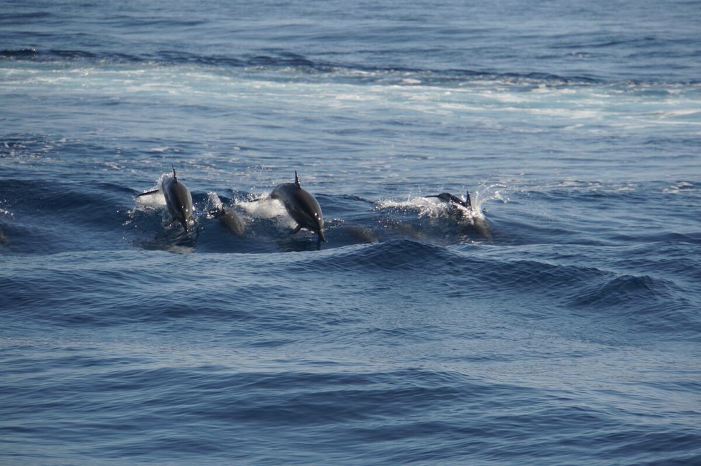 Kawanan lumba-lumba melompat di perairan Teluk Manado, Sulawesi Utara, Jumat (31/1/2020). Area itu dijadikan destinasi wisata bagi para wisatawan China. 
