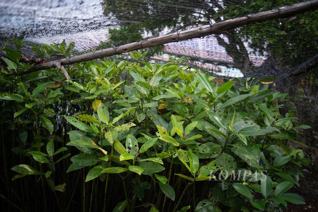 Bibit bakau yang disemai kelompok Pejuang Mangrove Pulau Buluh di Pulau Bulan, Kota Batam, Kepulauan Riau, Selasa (19/12/2023).