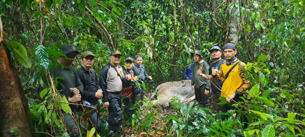 Nekropsi oleh tim BKSDA Bengkulu pada seekor gajah sumatera (<i>Elephas maximus sumatranus</i>) yang ditemukan mati tak jauh dari sebuah jalur <i>logging</i> dalam Bentang Alam Seblat, Provinsi Bengkulu, 3 Januari 2024. Tim menemukan lubang bekas peluru yang ditembakkan pada bagian rahang gajah. 