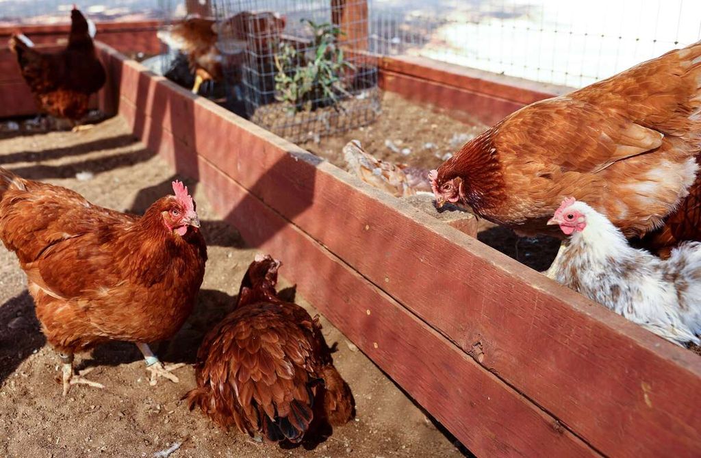 Ayam-ayam di peternakan di California Selatan, 5 Oktober 2022. Seiring migrasi burung-burung ke California selatan, muncul kekhawatiran penyebaran flu burung.