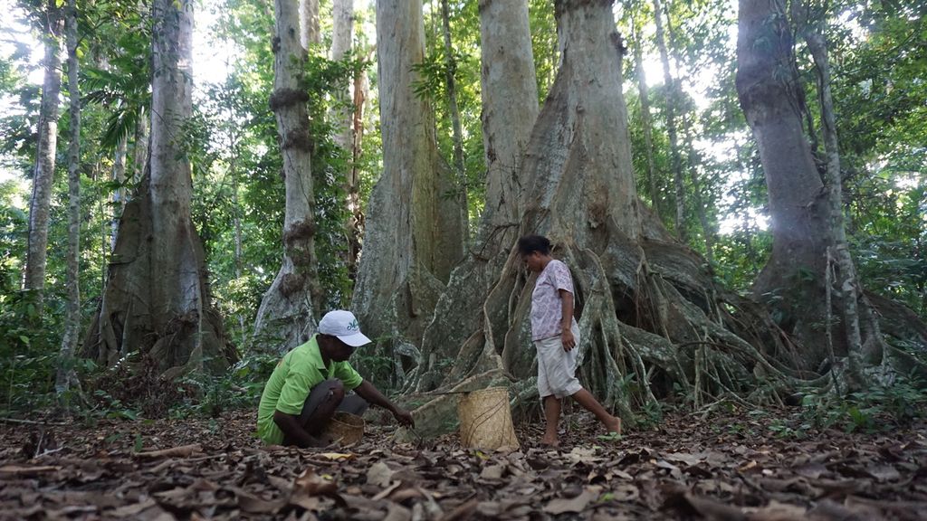 Daniel Laure (kiri) dan istrinya tengah memanen buah kenari yang jatuh dari pohonnya di kawasan hutan Desa Nailang, Alor Timur Laut, Kabupaten Alor, Nusa Tenggara Timur, Jumat (11/3/2022).